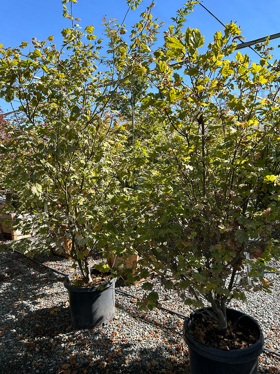 Vine Maple - Acer circinatum – Yardwork