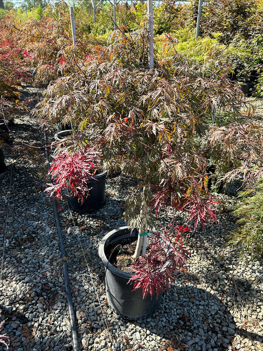 Inaba Shidare Japanese Maple - Acer palmatum dissectum 'Inaba