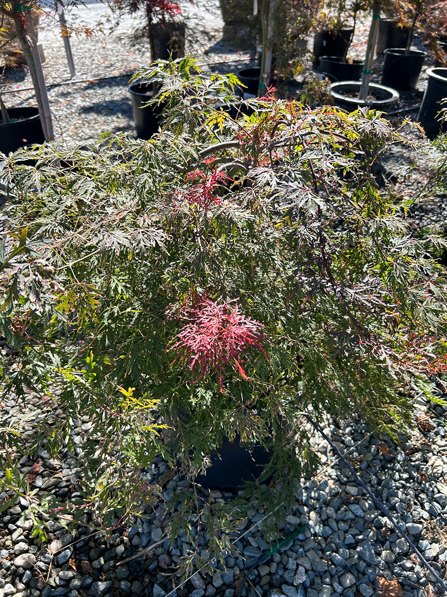 Orangeola Japanese Maple - Acer palmatum dissectum 'Orangeola