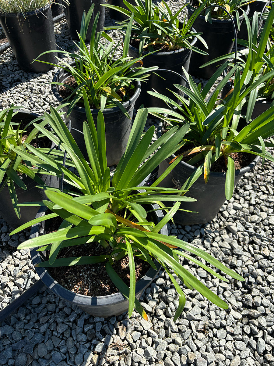 Getty White Lily of the Nile - Agapanthus 'Getty White' – Yardwork