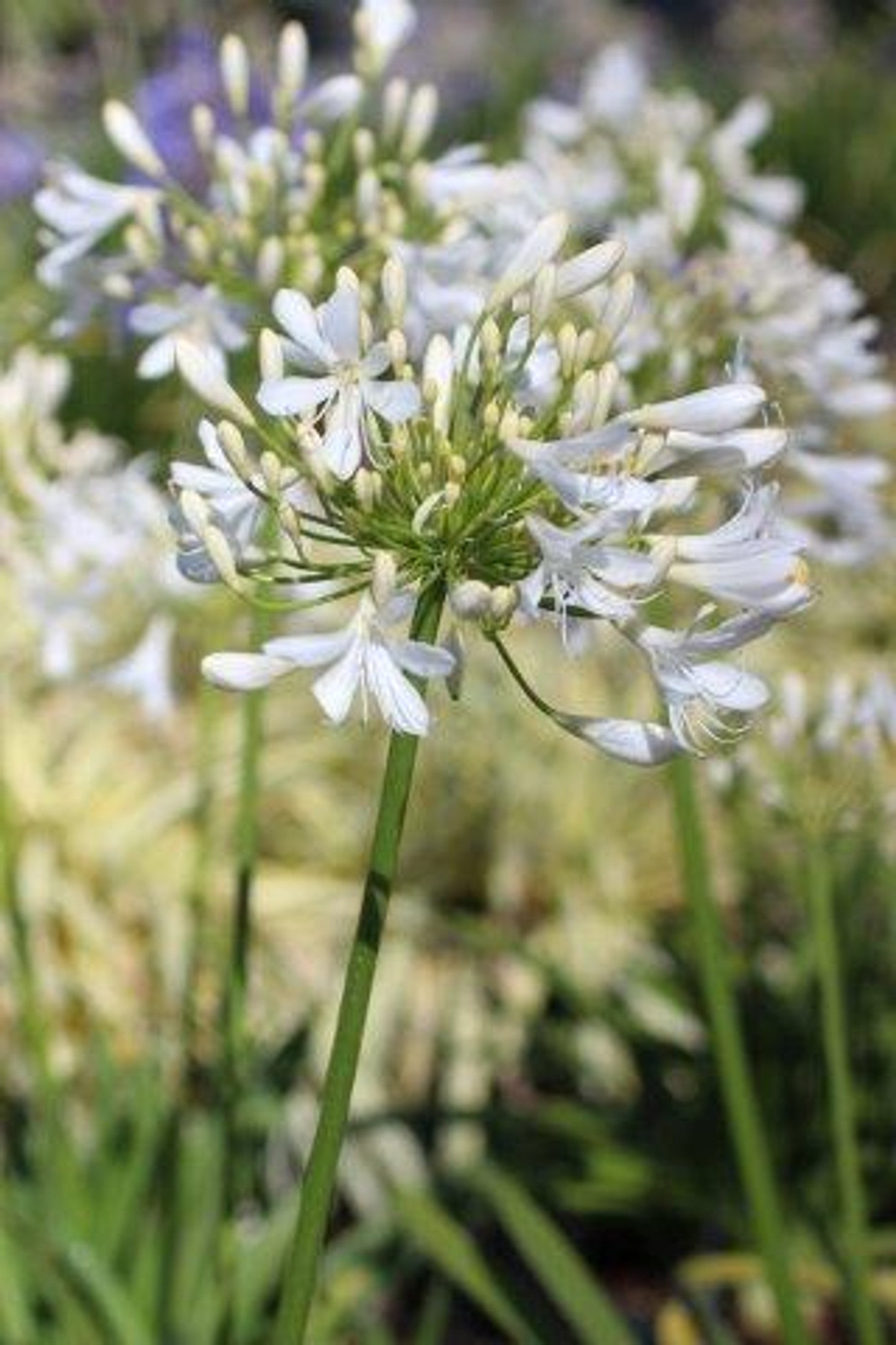 Agapanthus_africanus_Albus.jpg