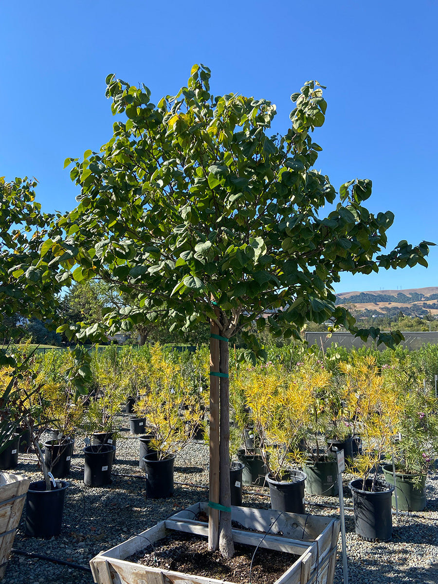 紫苑 Avondale Chinese Redbud - Cercis chinensis 'Avondale' (Pink