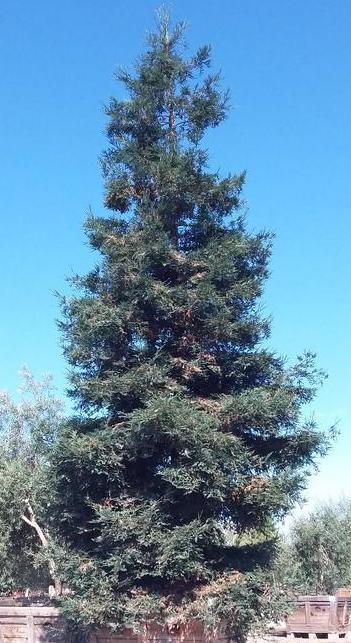 【希少】Coast redwood/センペルセコイア Coast Redwood Trees for Sale | Buy Redwood Trees | Sequoia