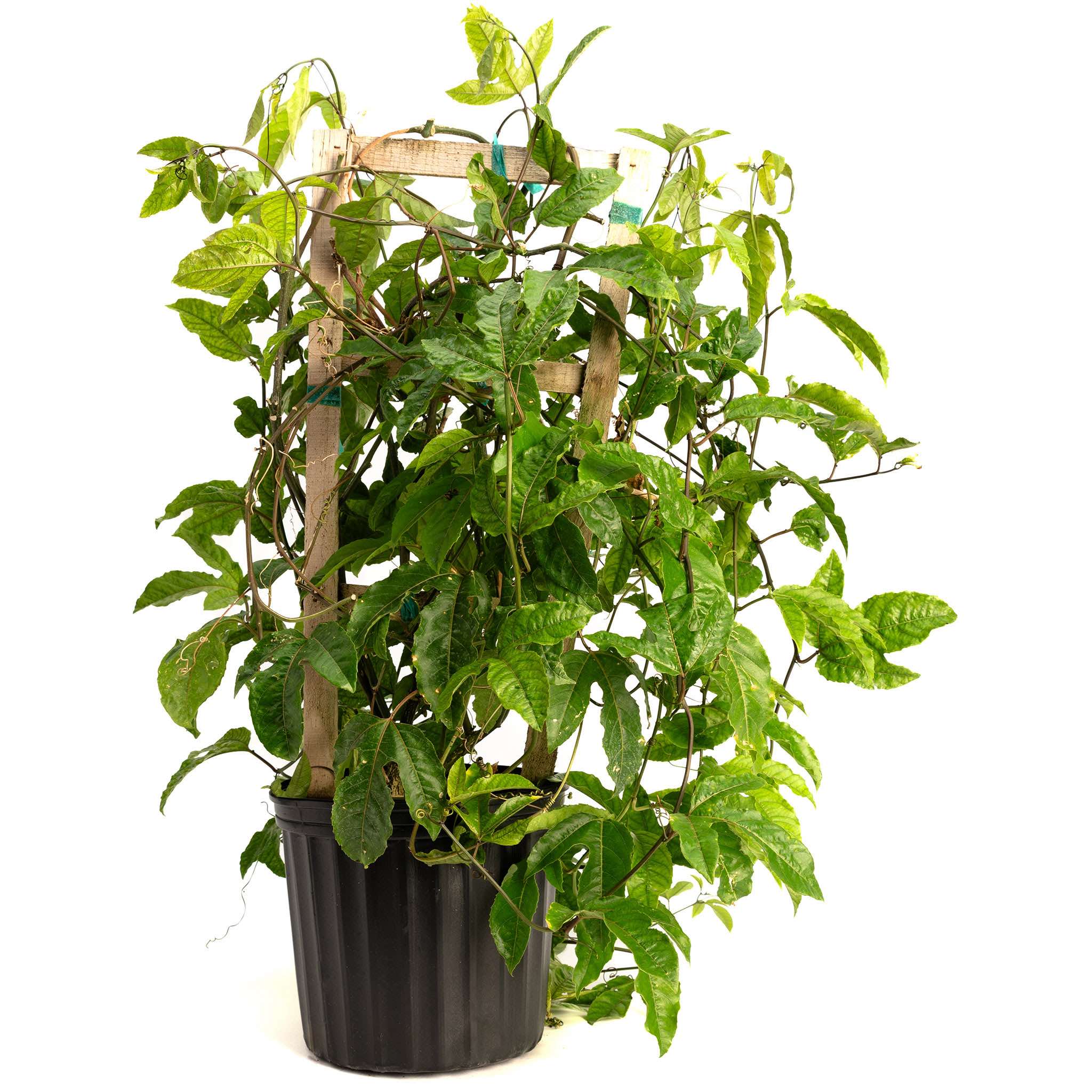 Passion Fruit – Yardwork