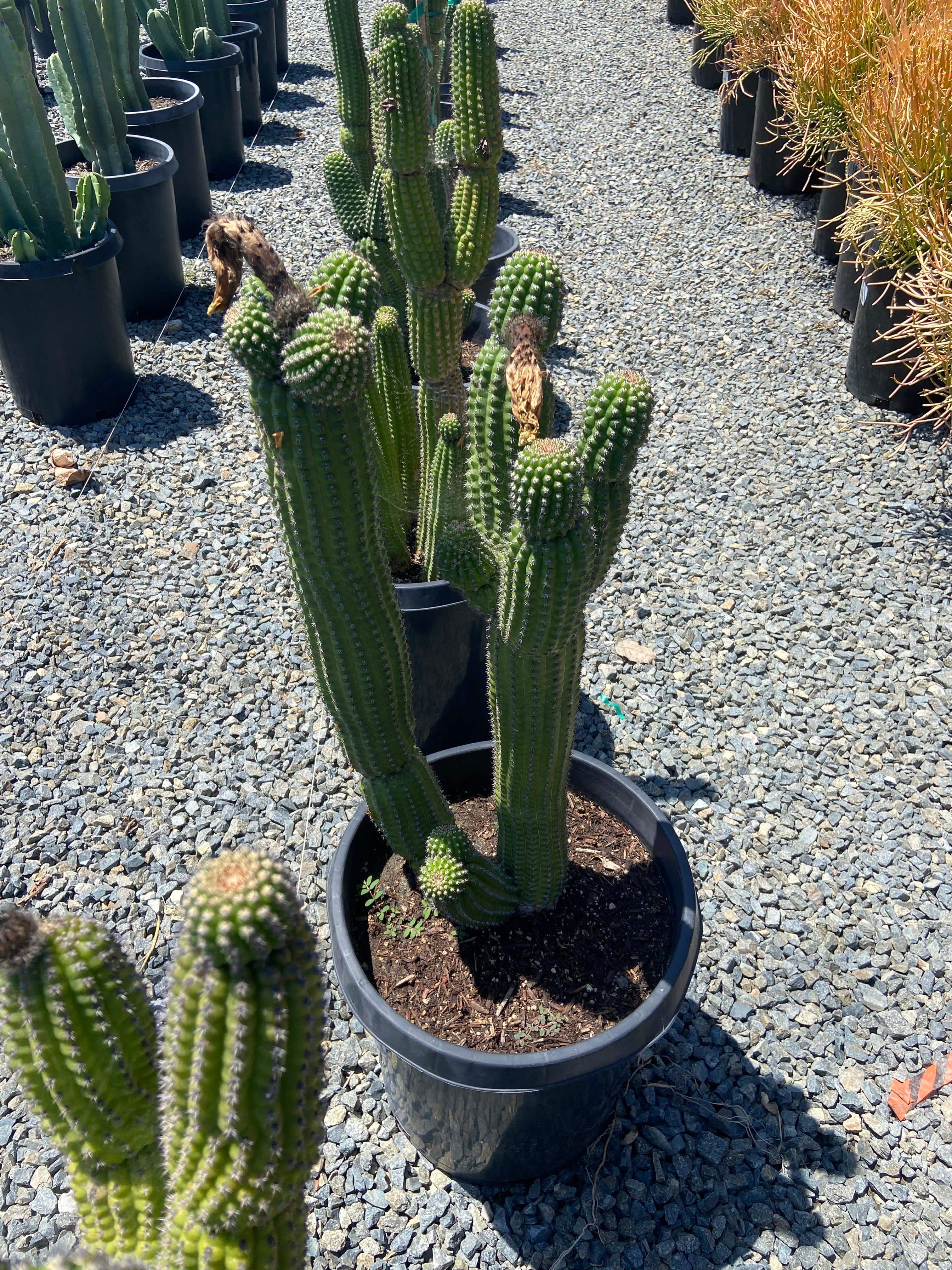 Indian Cob Cactus - Echinopsis brevispinulosus – Yardwork