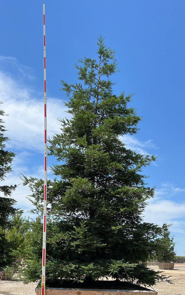 Coast Redwood Trees for Sale | Buy Redwood Trees | Sequoia