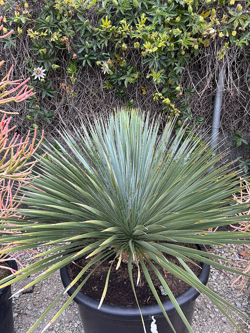 ロストラータ3 Yucca Rostrata (Big Bend Yucca) – Yardwork