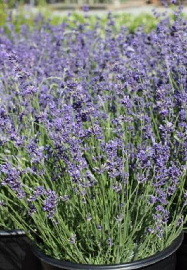 Hidcote Blue Lavender - Lavandula Angustifolia Hidcote Blue – Yardwork