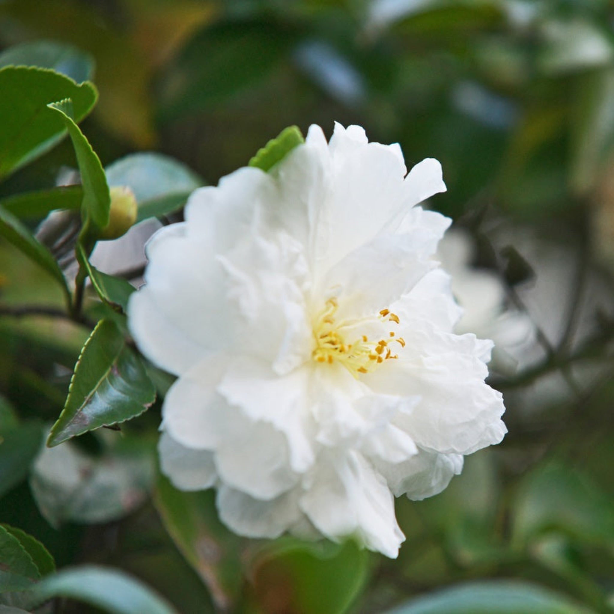 Autumn Rocket Camellia – Yardwork Autumn Rocket Camellia – Yardwork