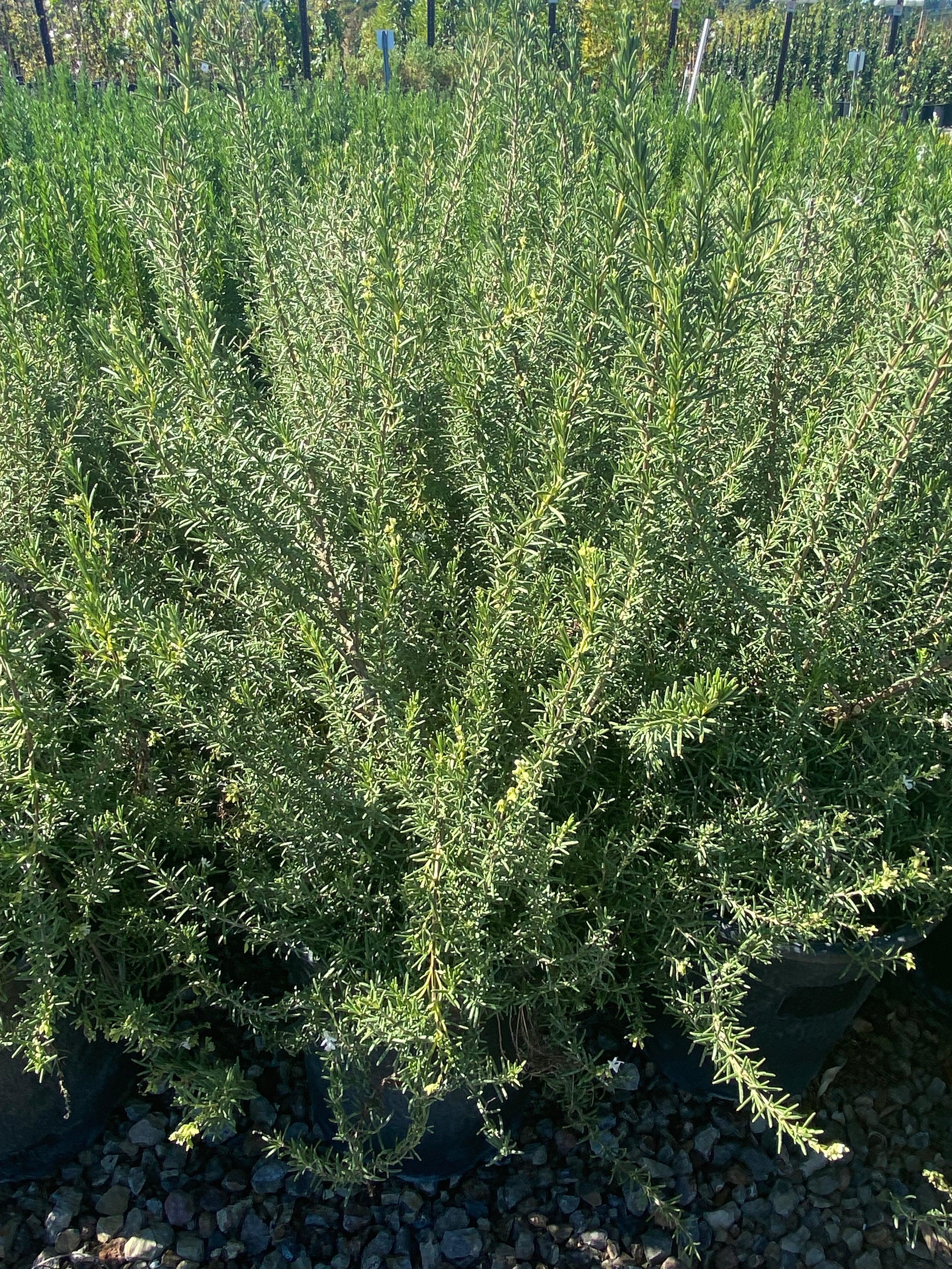 Rosemary Plant For Sale - Rosmarinus Officinalis – Yardwork