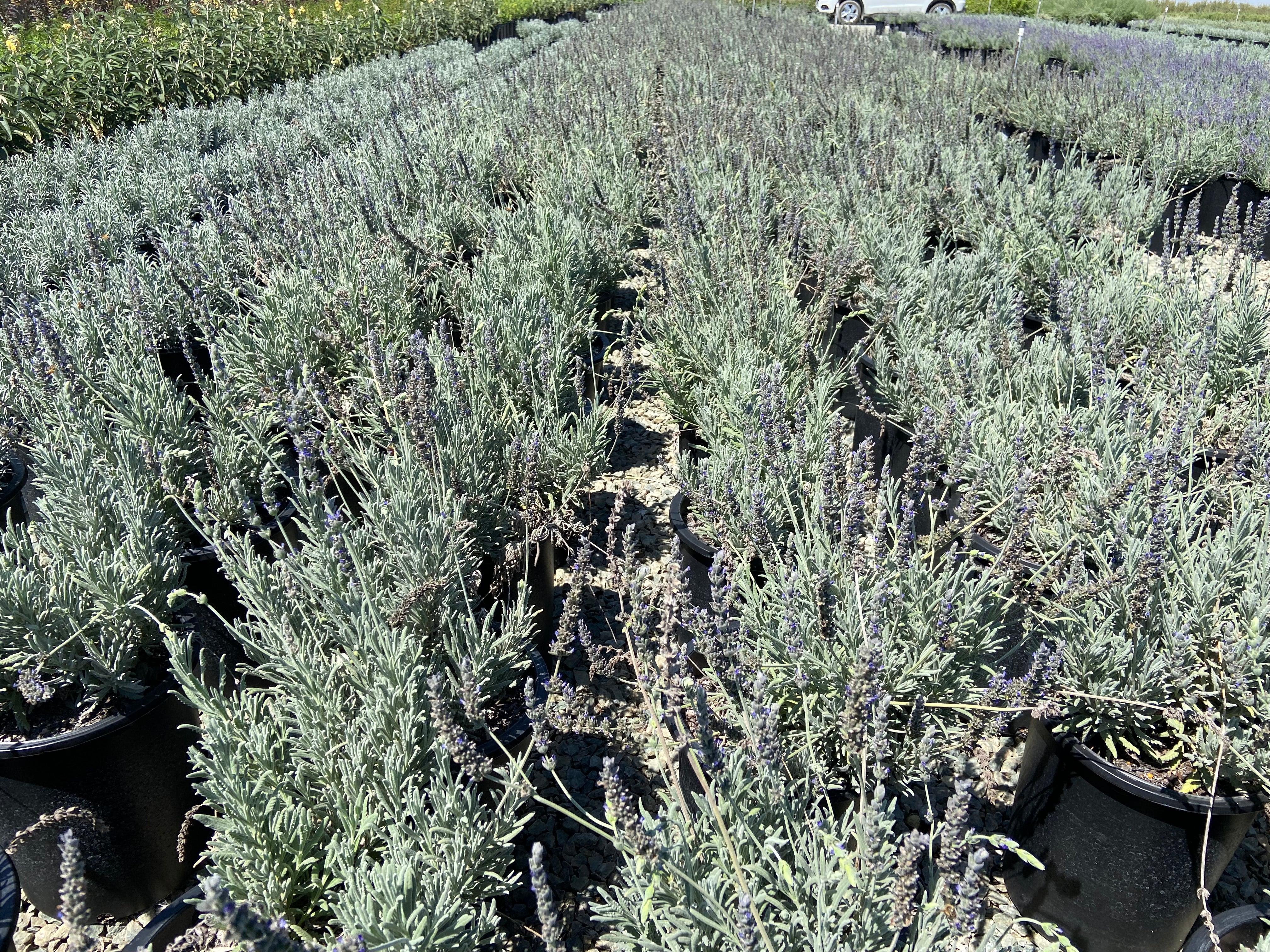 Goodwin Creek Lavender - Lavandula x Ginginsii Goodwin Creek