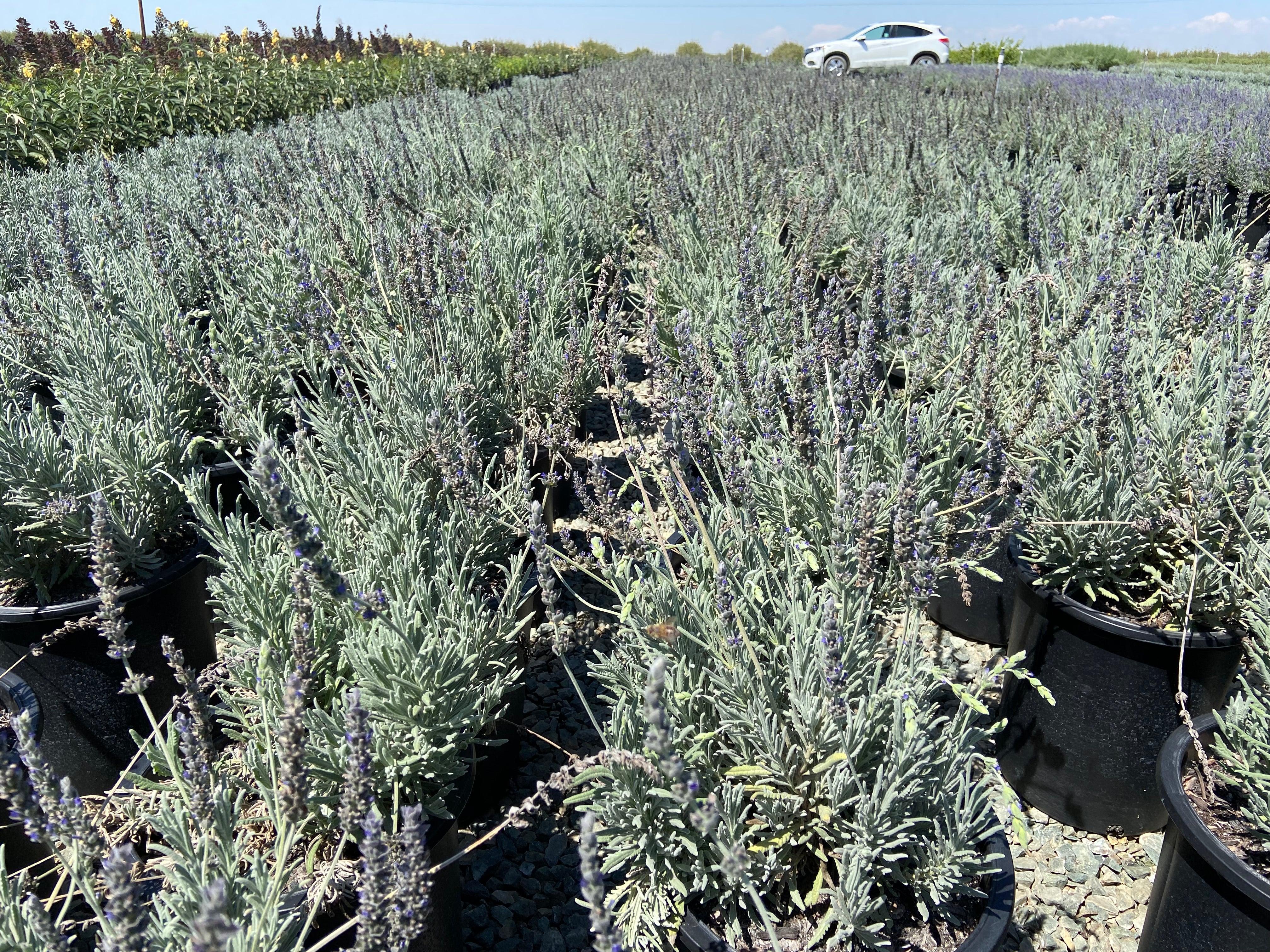 紫苑 Goodwin Creek Lavender - Lavandula x Ginginsii Goodwin Creek
