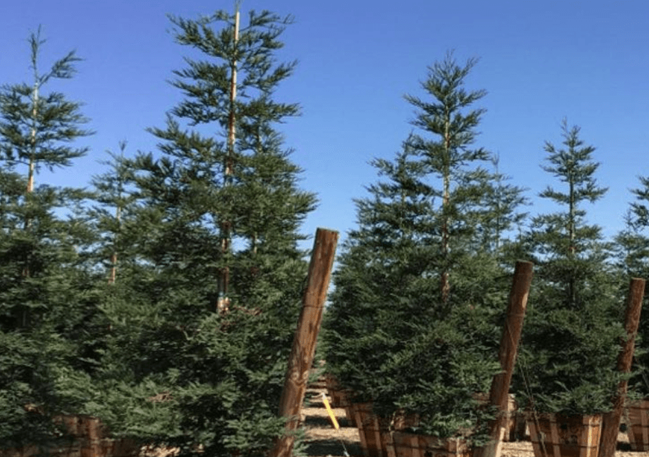 Coast Redwood Trees for Sale | Buy Redwood Trees | Sequoia Coast Redwood Trees for Sale | Buy Redwood Trees | Sequoia