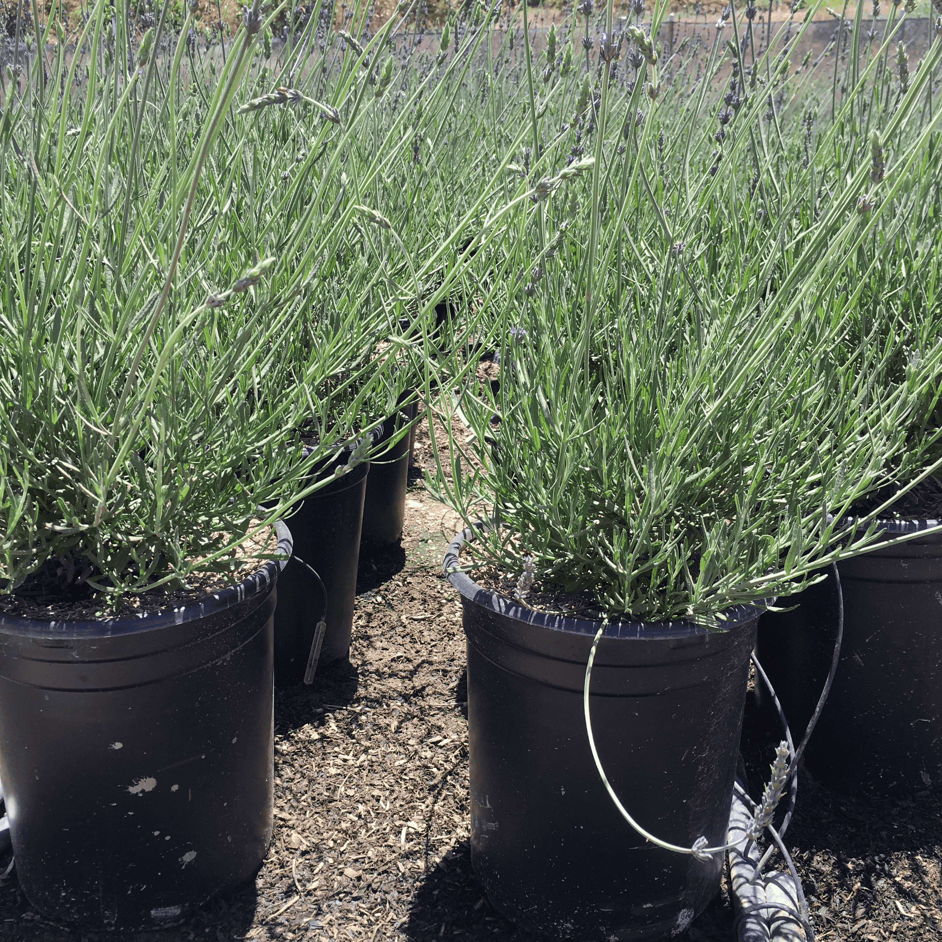 Lavandula Angustifolia (English Lavender) – Yardwork