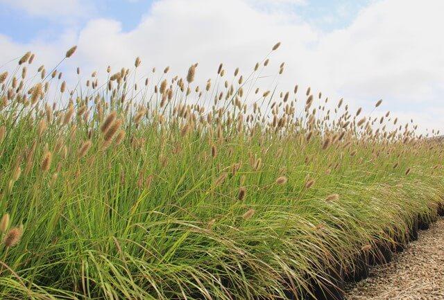 Red Bunny Tails Fountain Grass (Pennisetum Messaicum ‘Red Bunny Tails’)