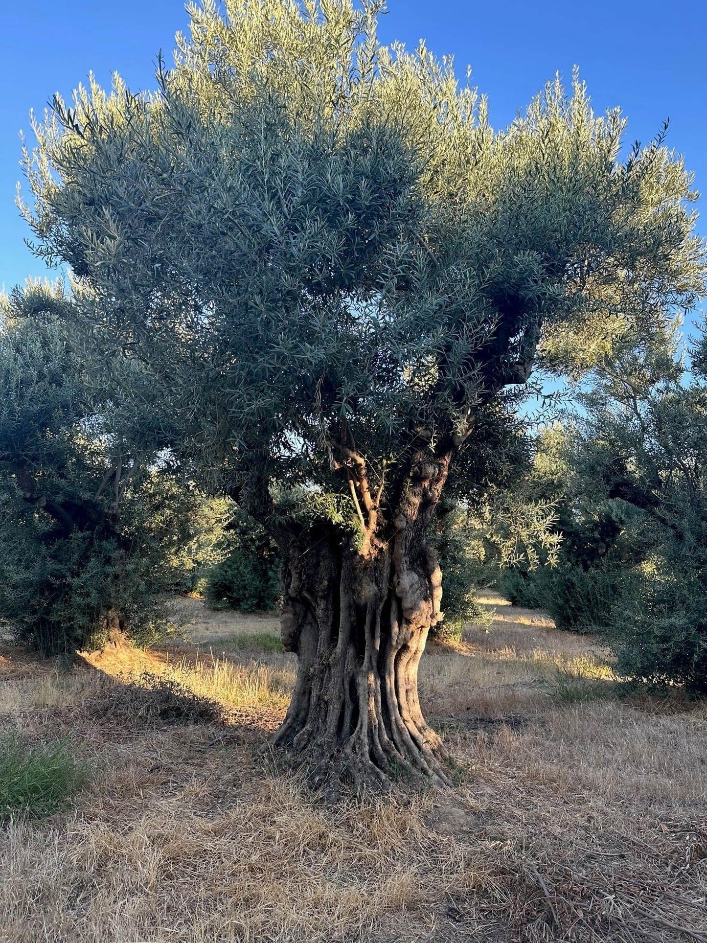 What Does an Olive Tree Look Like?