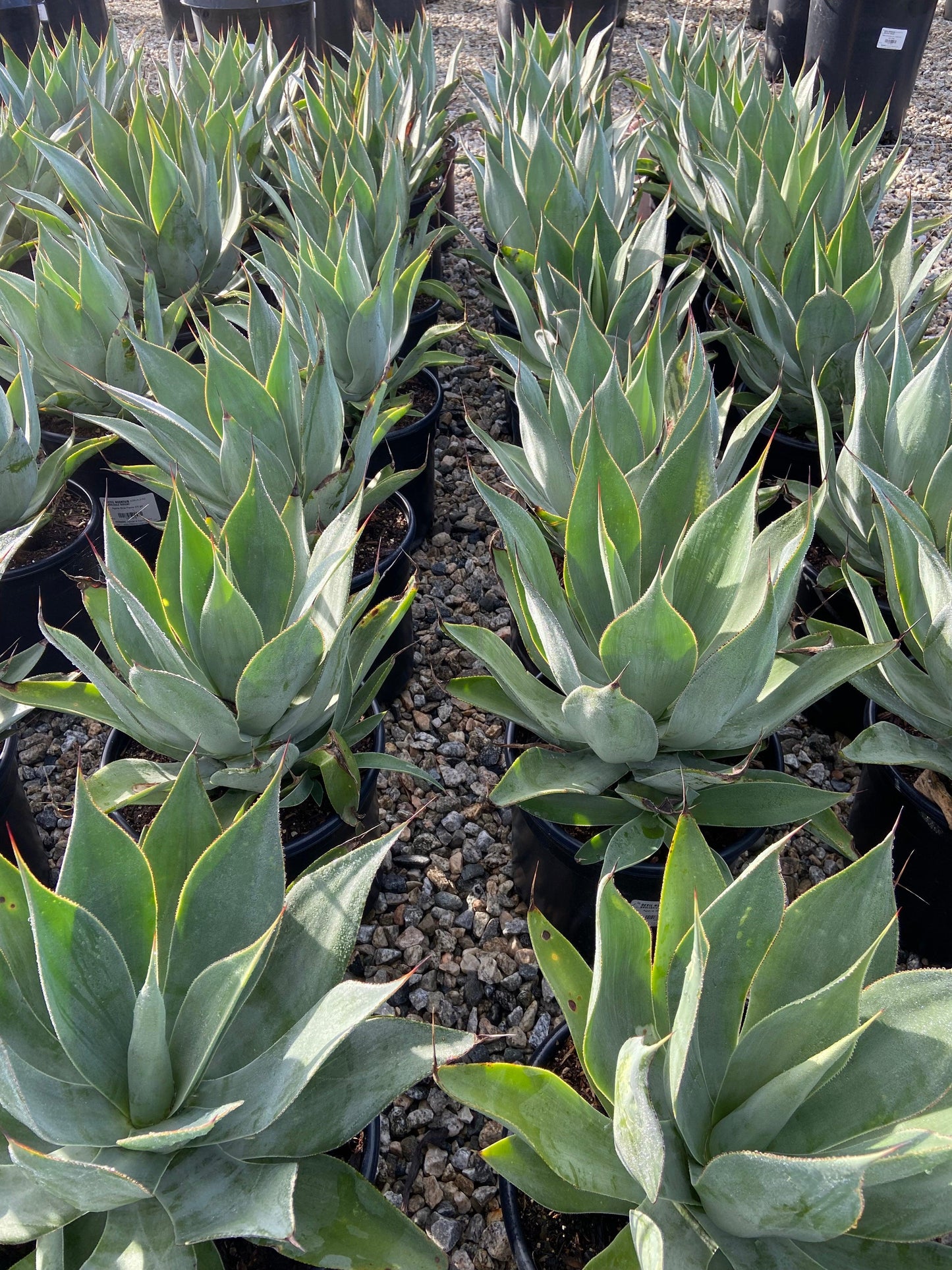 Blue Flame Agave
