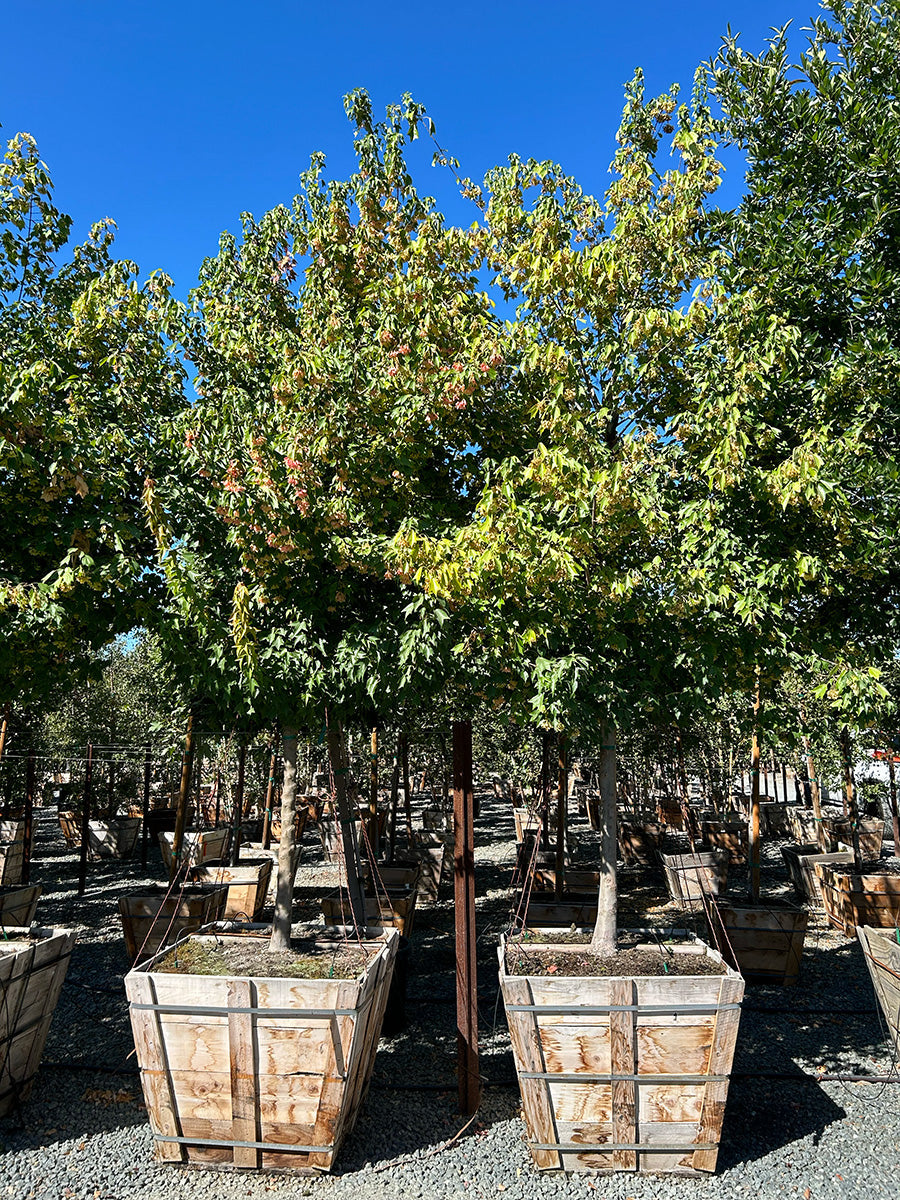 Best Privacy Trees for Small California Yards