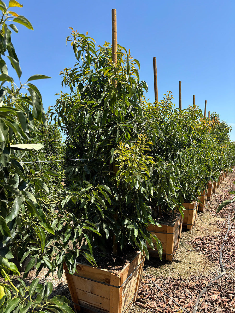 Avocados Tree
