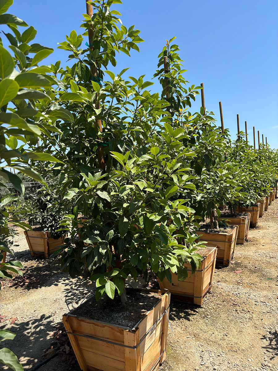 Every Type of Avocado Tree We Sell: The Complete Guide