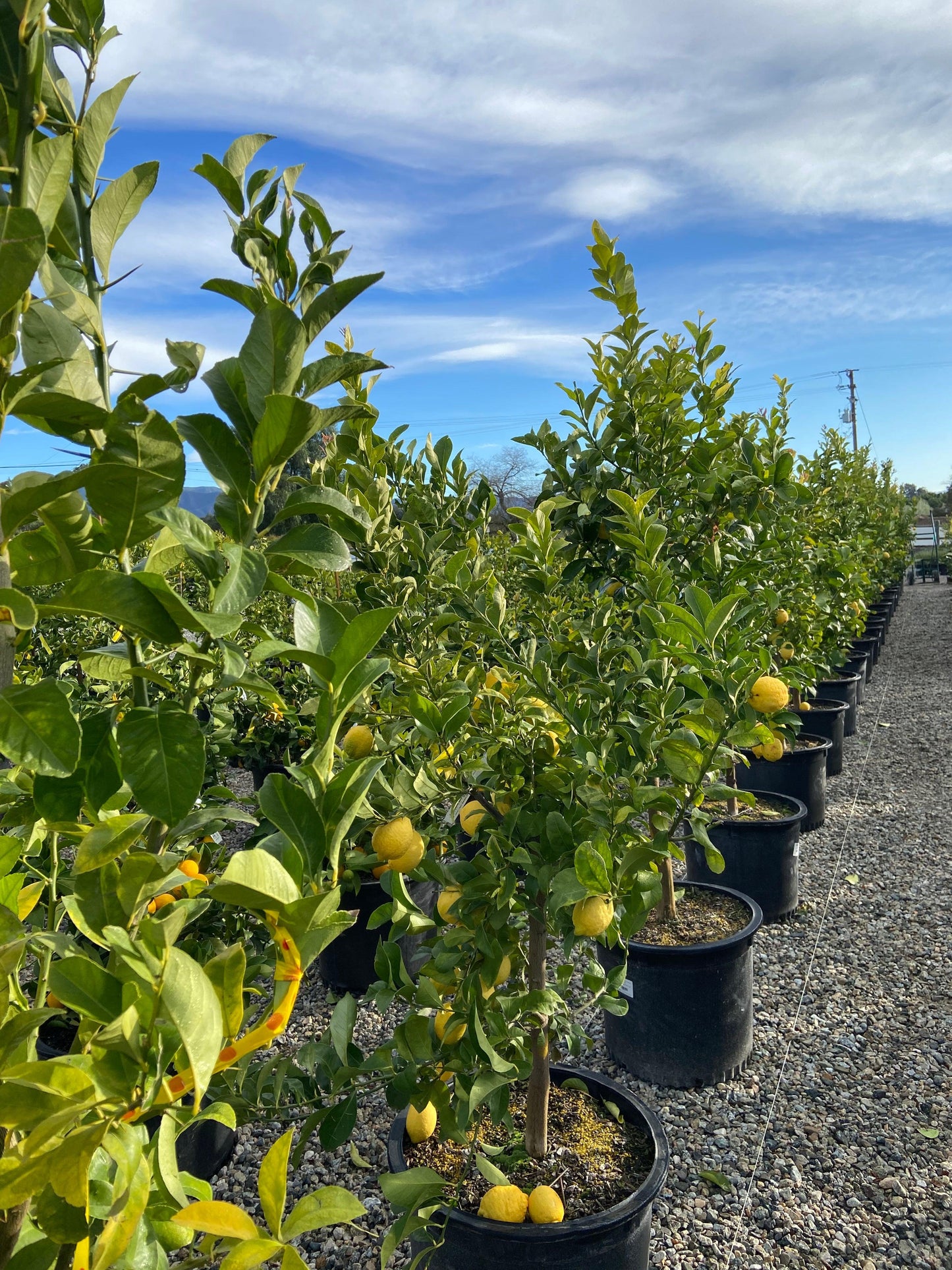 Meyer Lemon Tree Planting