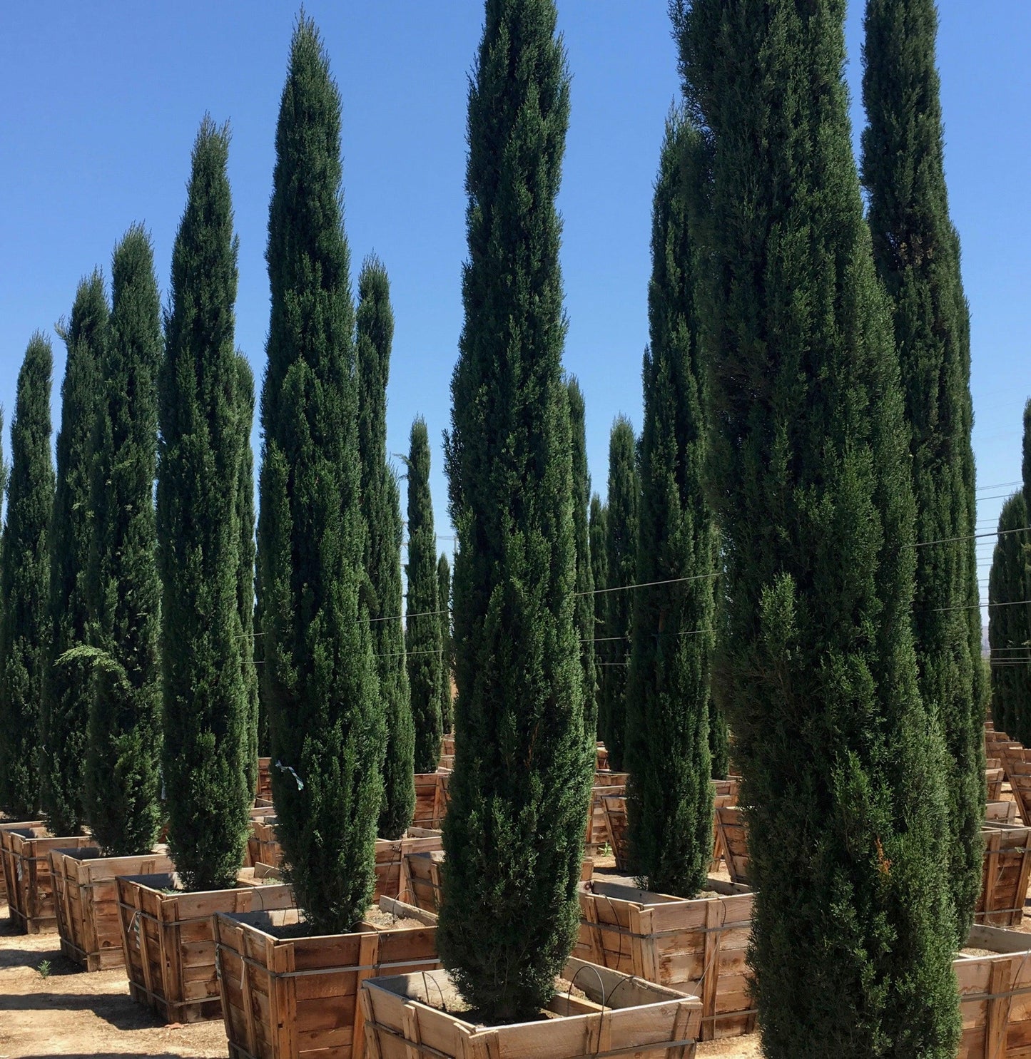 Italian Cypress Planting