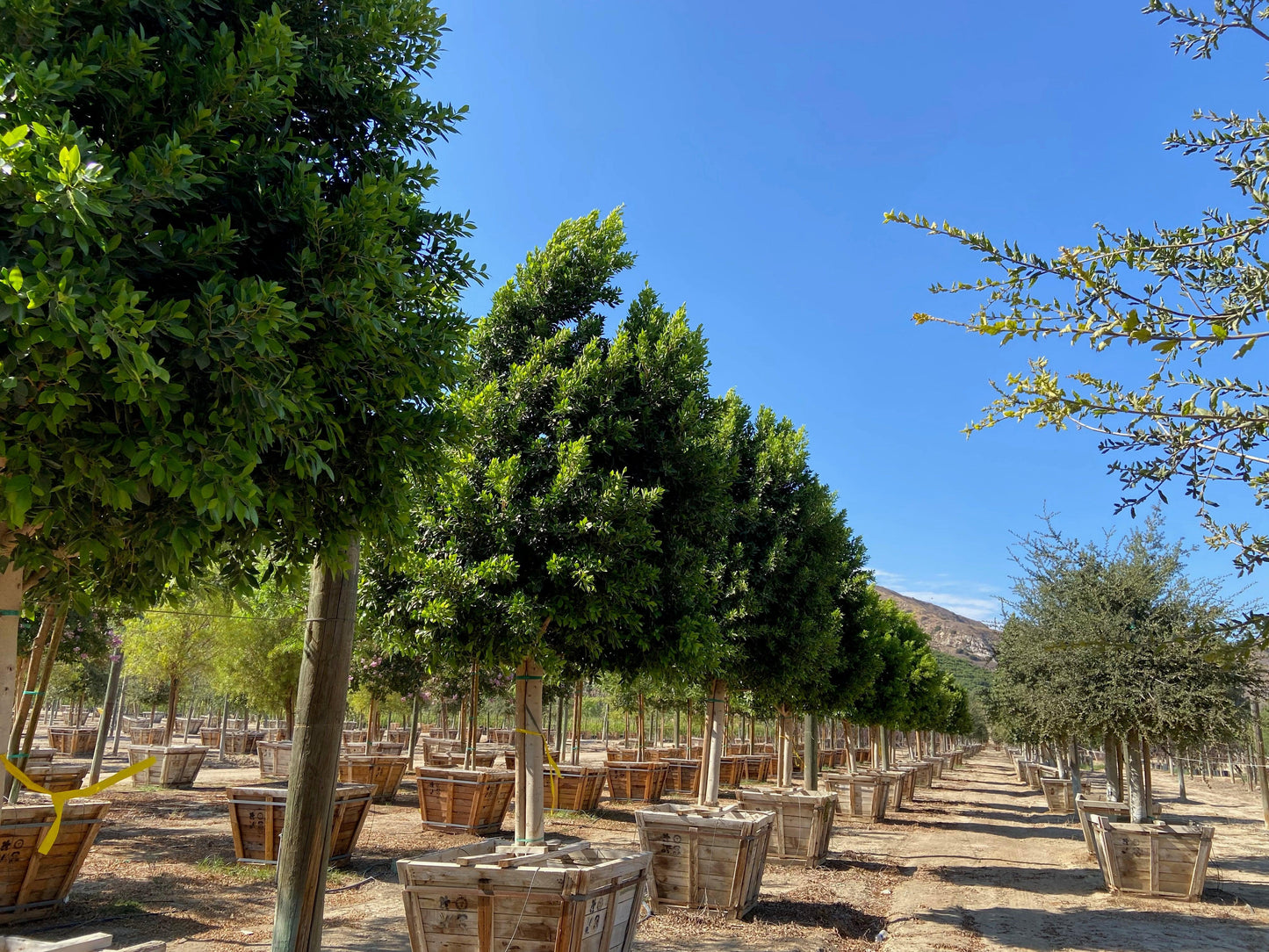 Indian Laurel Trees: The Ultimate Guide