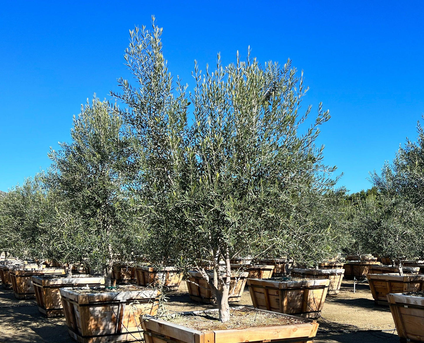 4 Best Fruitless Olive Trees