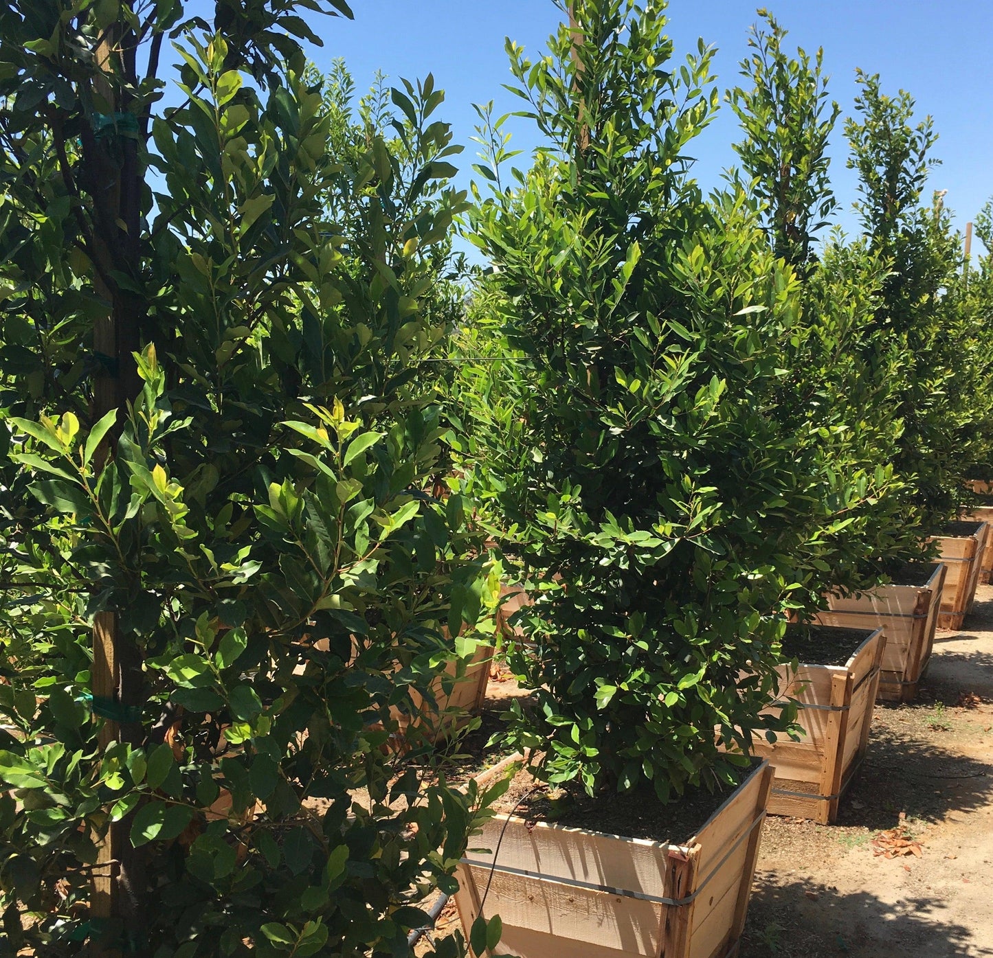 Carolina Laurel Cherry Growth Rate