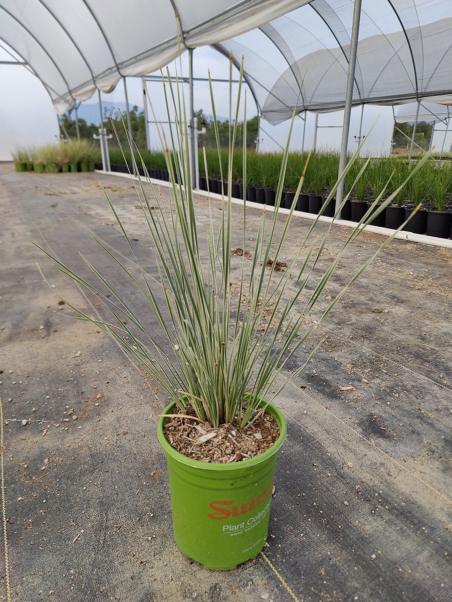Lomandra Platinum Beauty - Variegated Dwarf Mat Rush