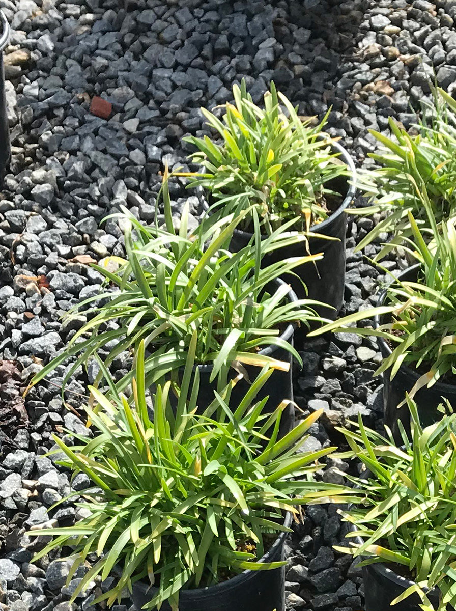 Rancho White Lily of the Nile - Agapanthus 'Rancho White'