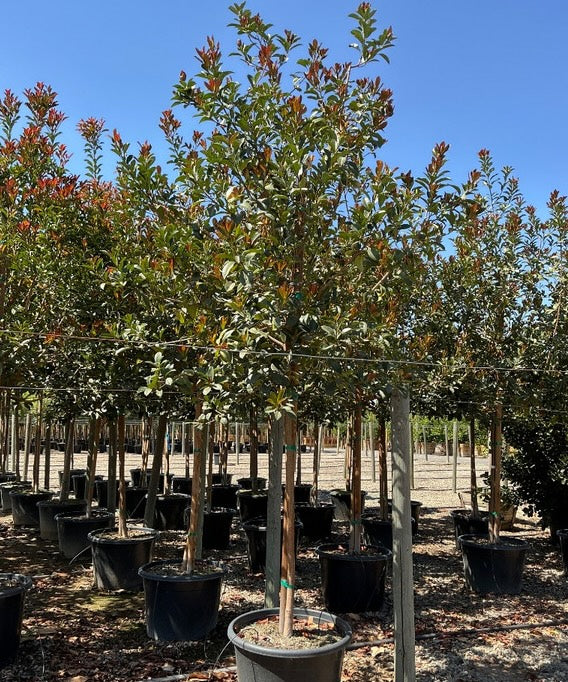 Photinia Tree (Photinia Fraseri)