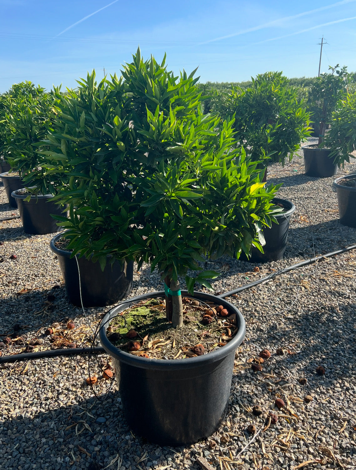 Clementine Tree