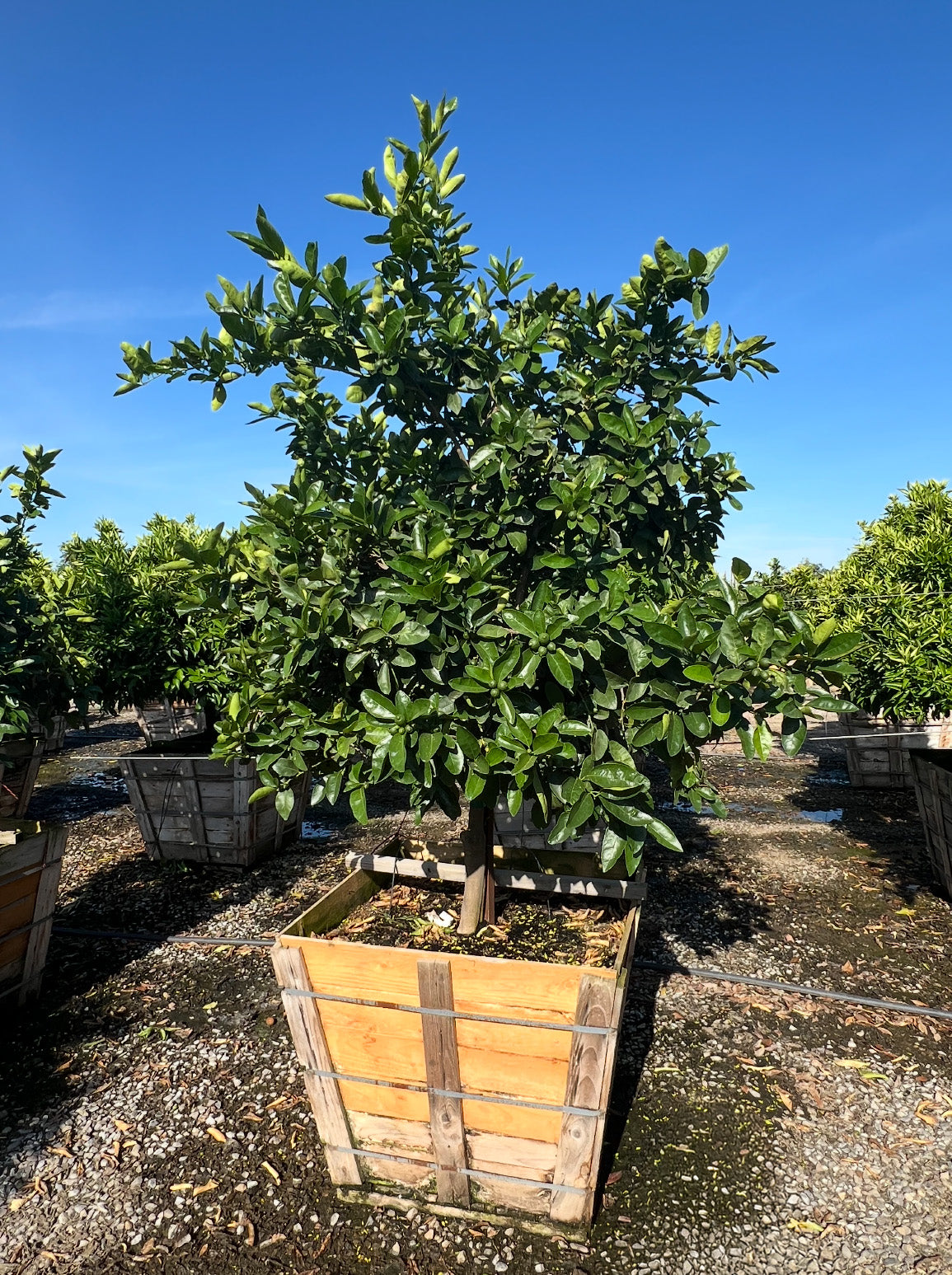 Clementine Tree