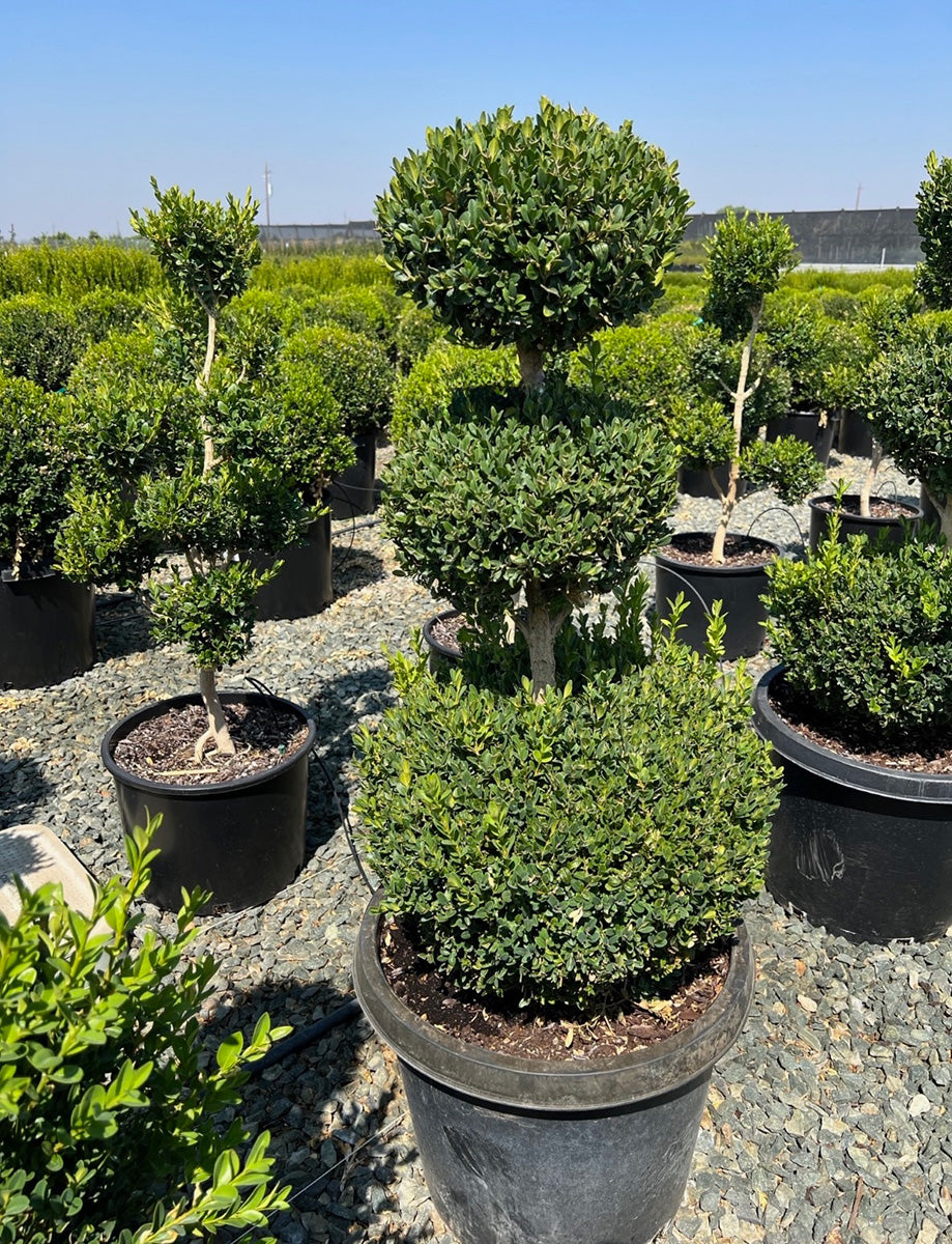 green mountain boxwood