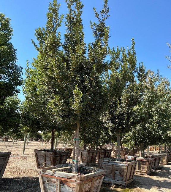 Bay Laurel Tree For Sale (Laurus Nobilis)