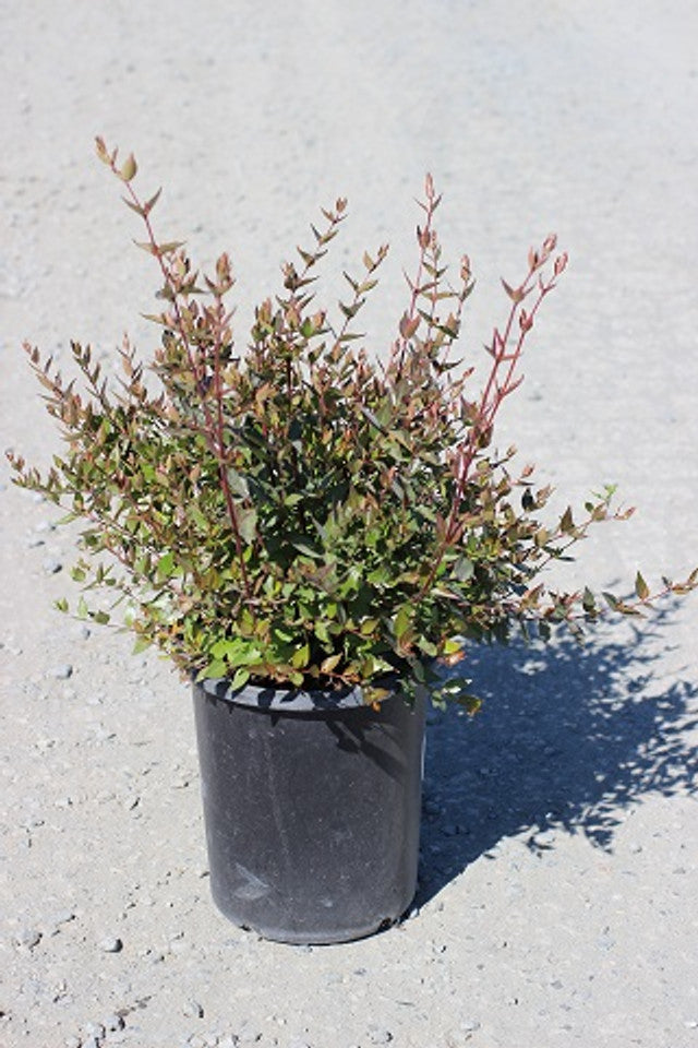 Abelia 'Little Richard'