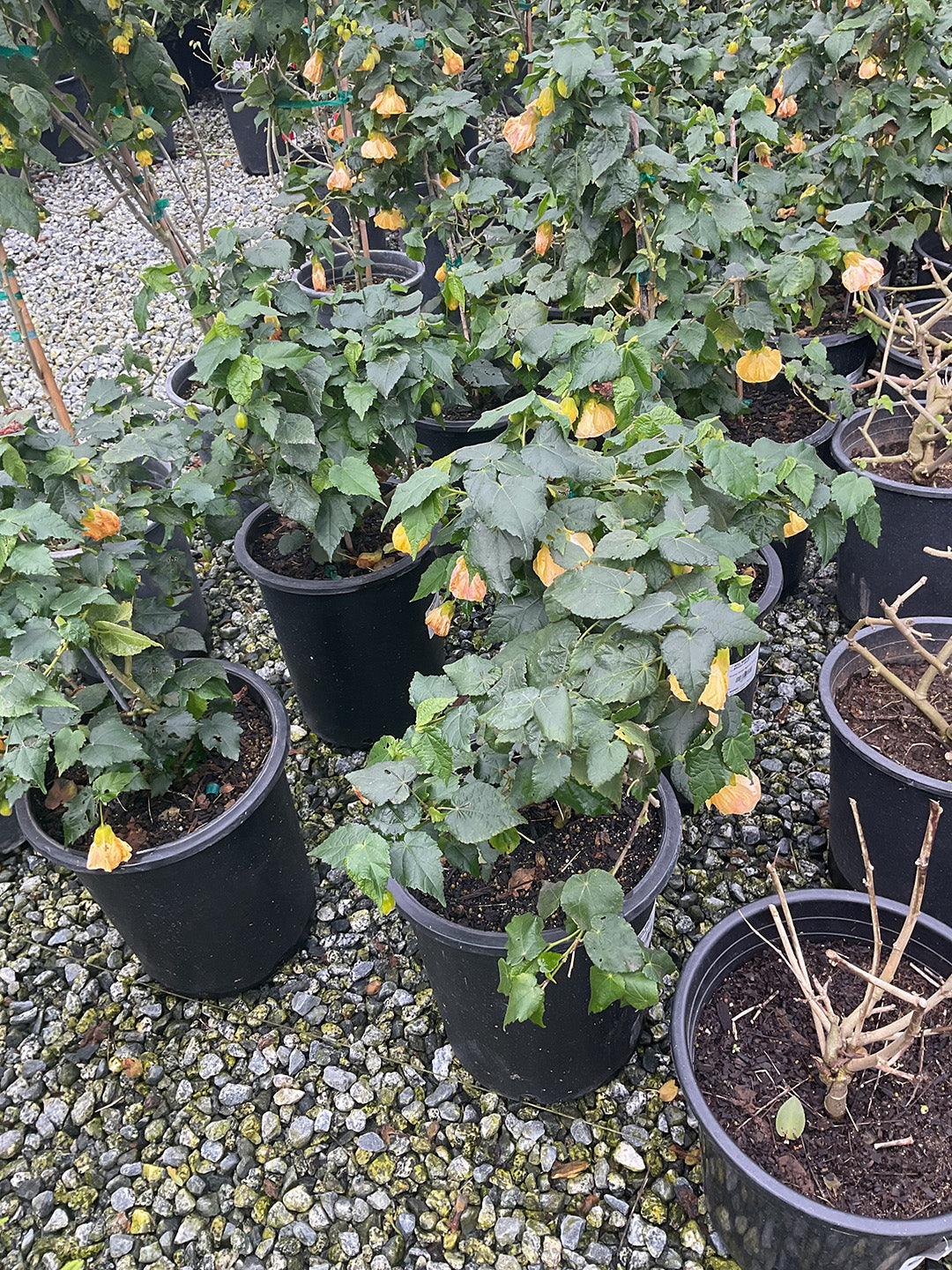 Flowering Maple - Abutilon 'Golden Ruffles'