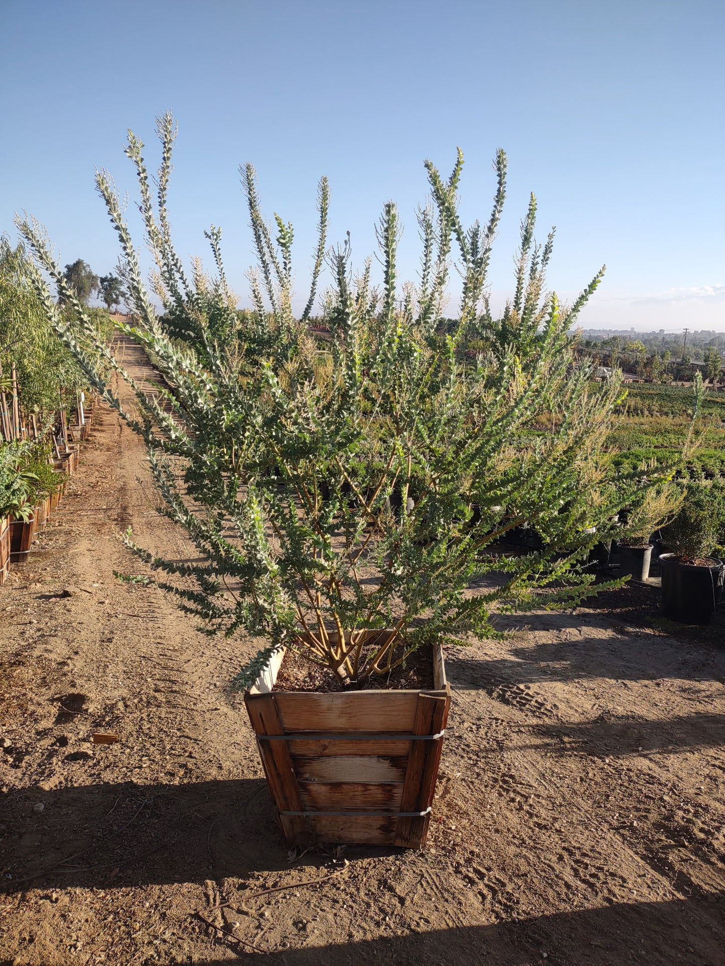 Acacia Cultriformis (Knife-Leaf Wattle)