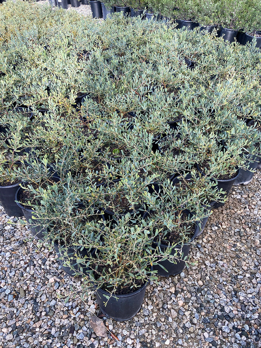 Desert Carpet Acacia - Acacia redolens 'Desert Carpet'