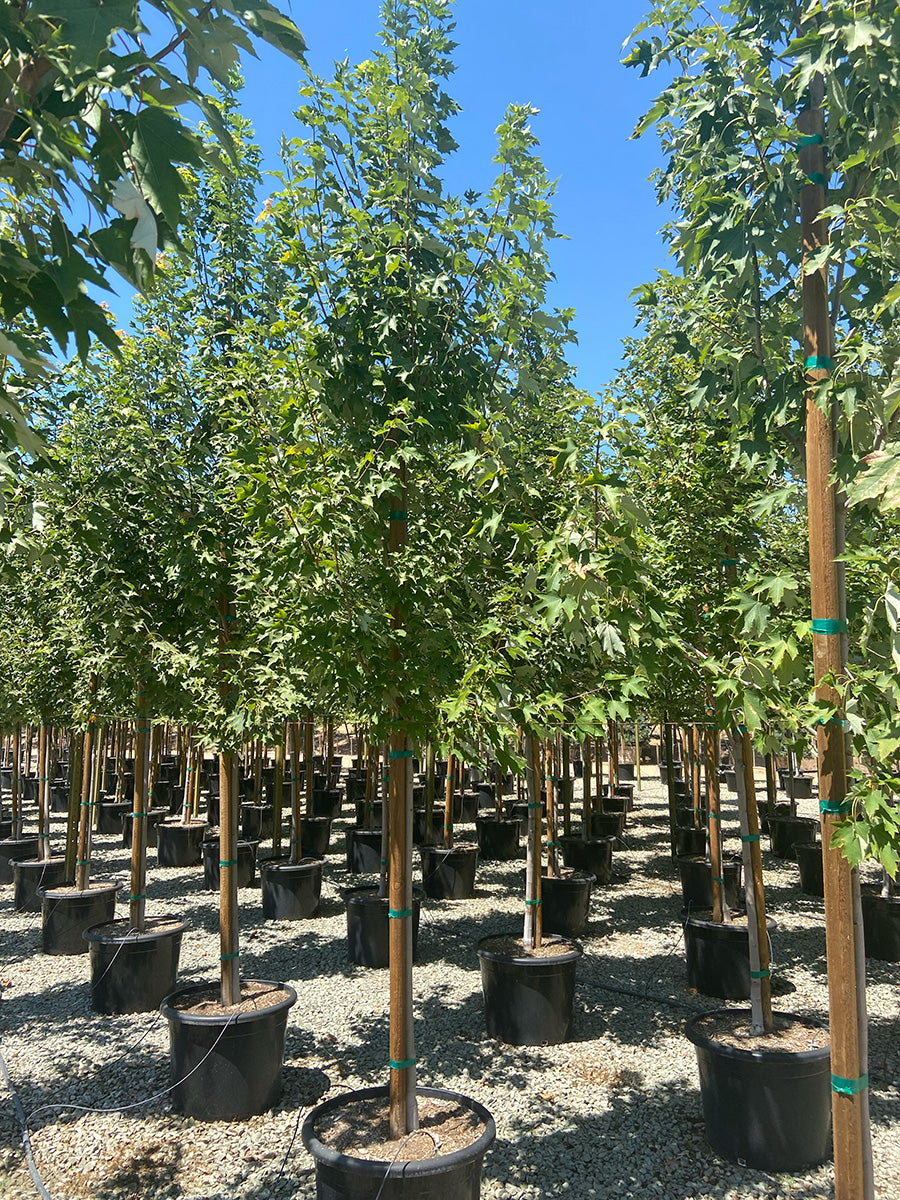 Armstrong Gold Maple