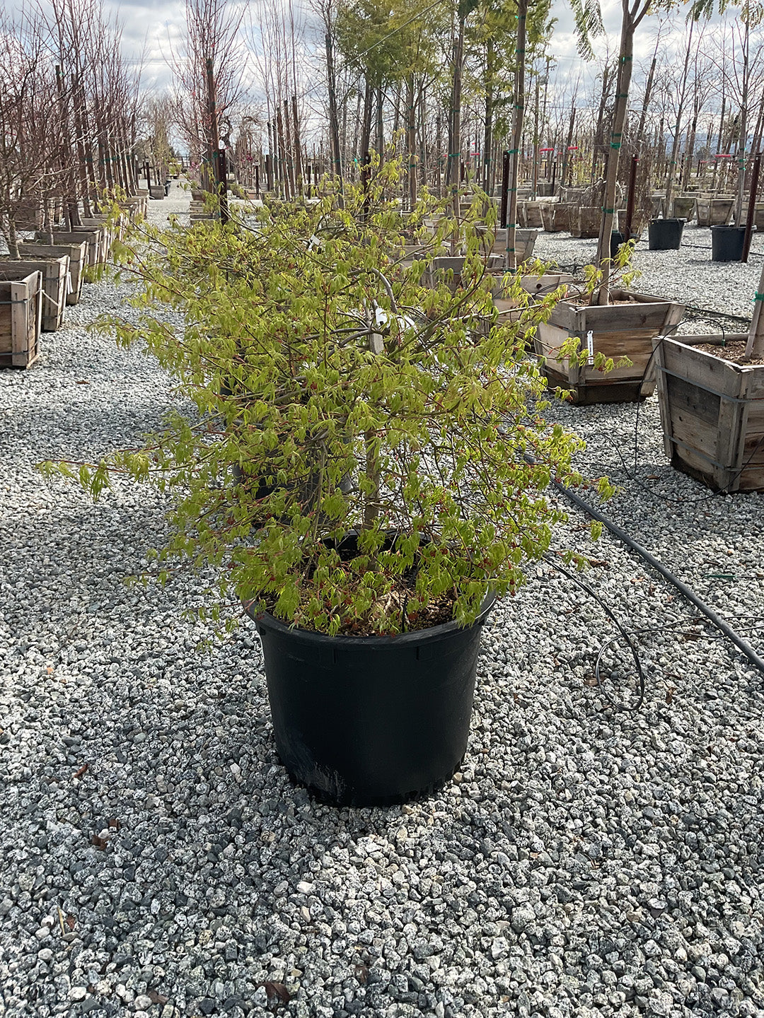 Viridis Japanese Maple