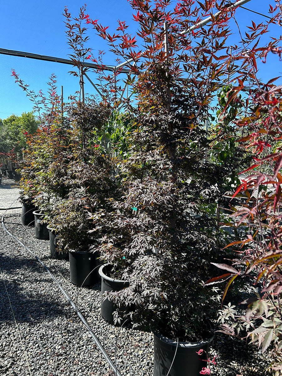 Purple Ghost Japanese Maple (Acer palmatum 'Purple Ghost')