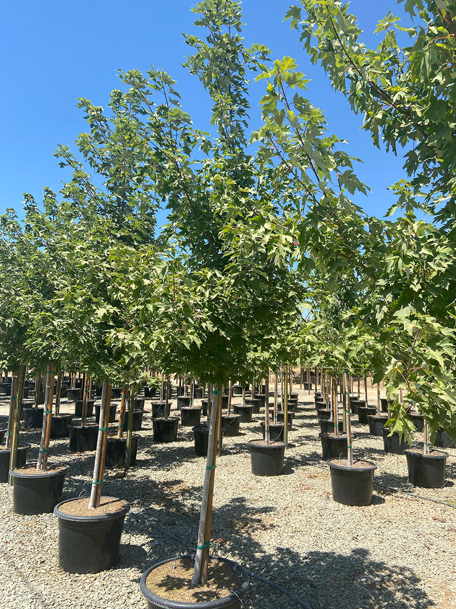 Autumn Blaze Maple - Acer Autumn Blaze