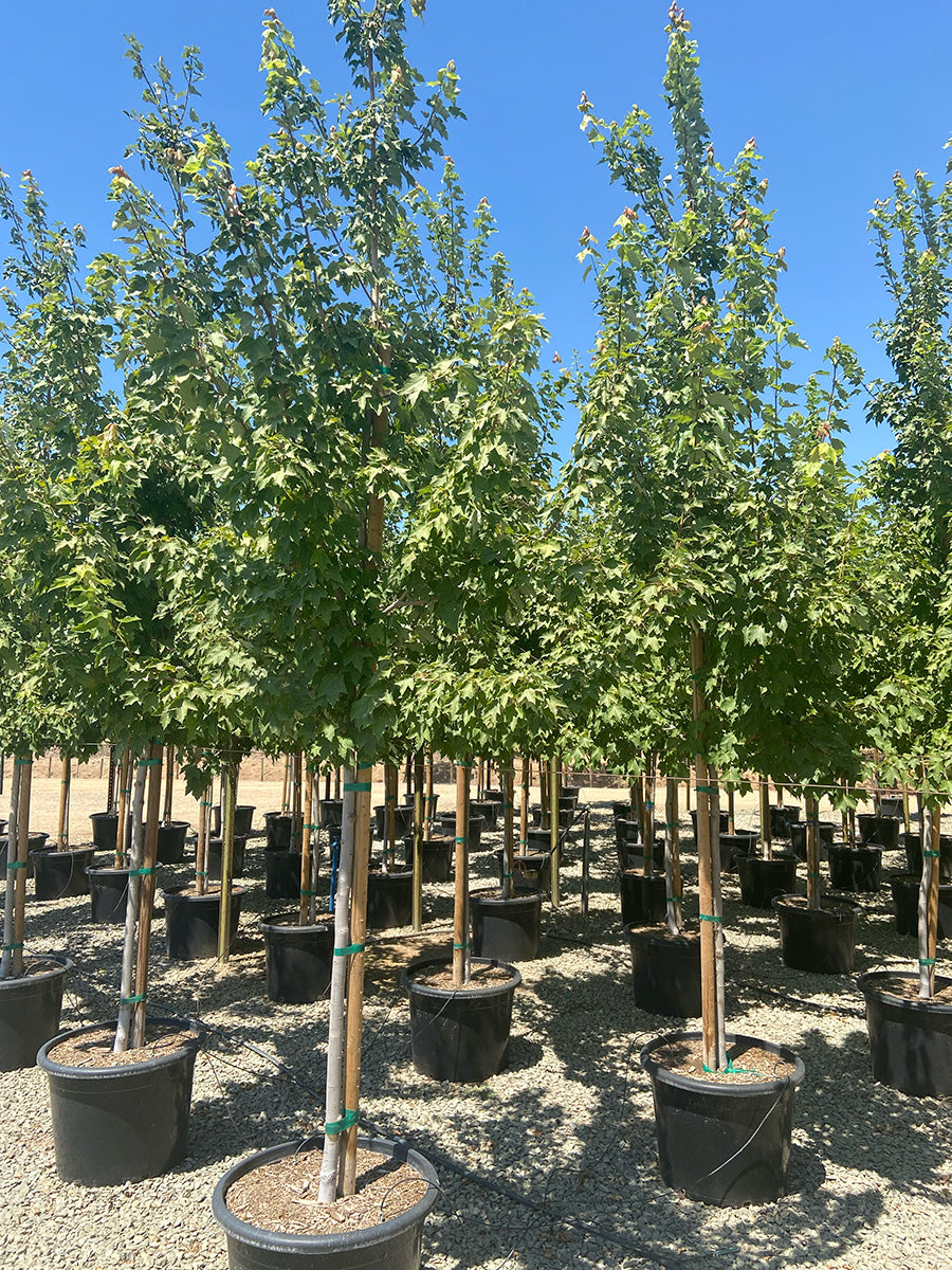 Mesa Glow Maple - Acer grandidentatum Mesa Glow®