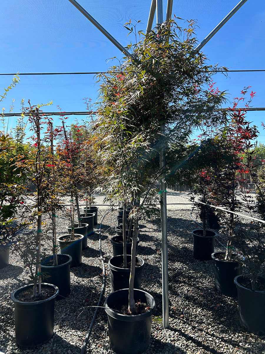 Seiryu Japanese Maple