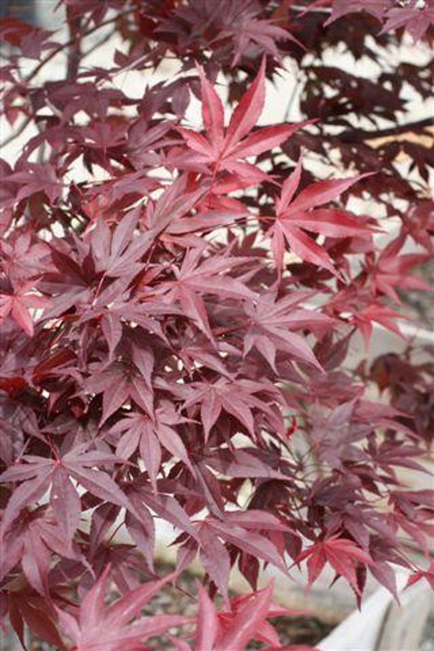 Fireglow Japanese Maple (Acer Palmatum Fireglow)