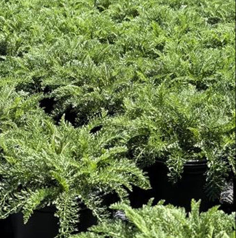 Desert Eve Red Yarrow - Achillea millefolium 'Desert Eve' Red