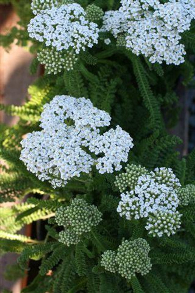 Sonoma Coast Yarrow - Achillea millefolium 'Sonoma Coast'