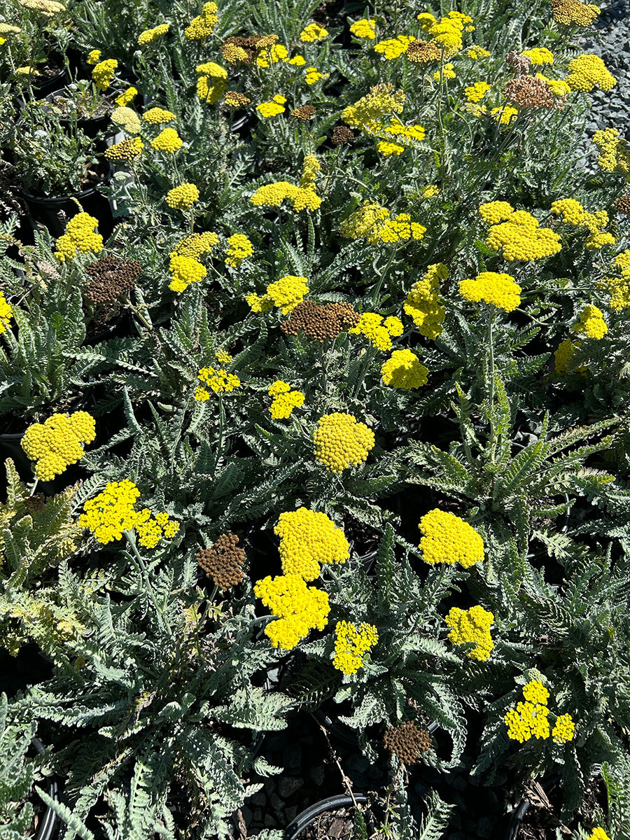 Achillea Moonshine